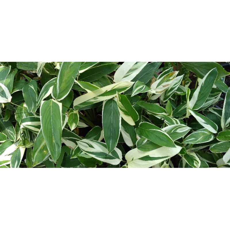 tanaman hias heliconia variegata-pisang-pisangan variegata