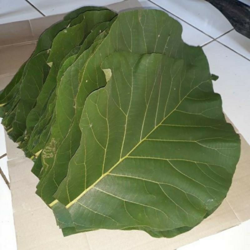 

Daun Jati Segar 500 gram