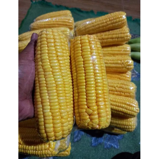 

Jagung manis kupas 500gr