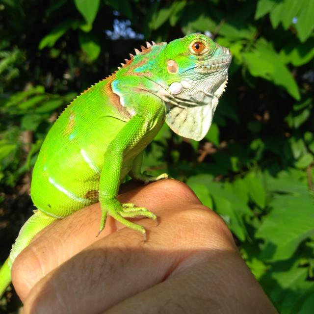 Green Iguana Jantan 450k