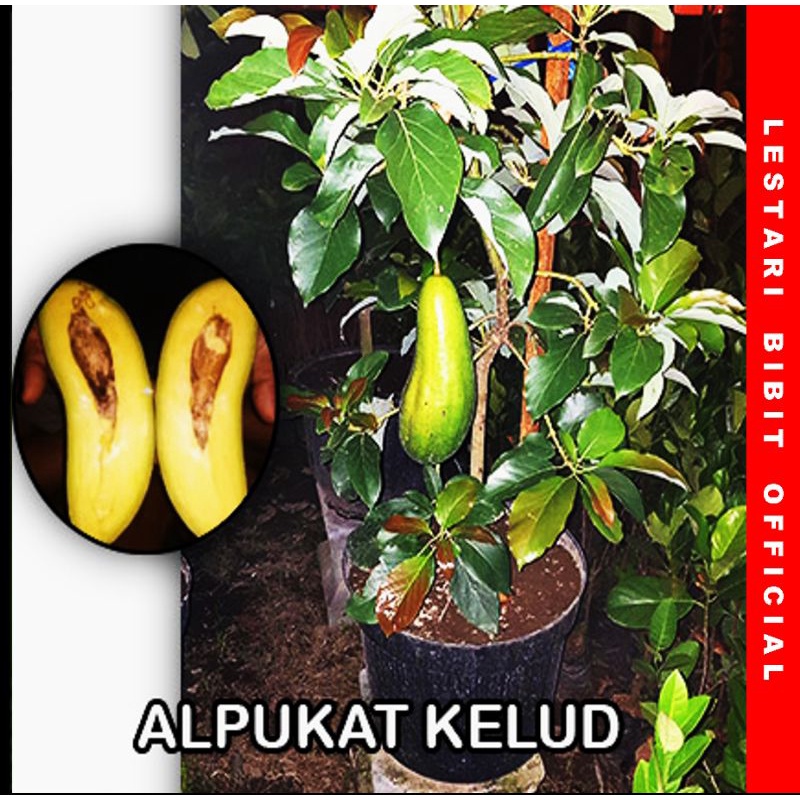 Bibit Alpukat Kelud Super Besar