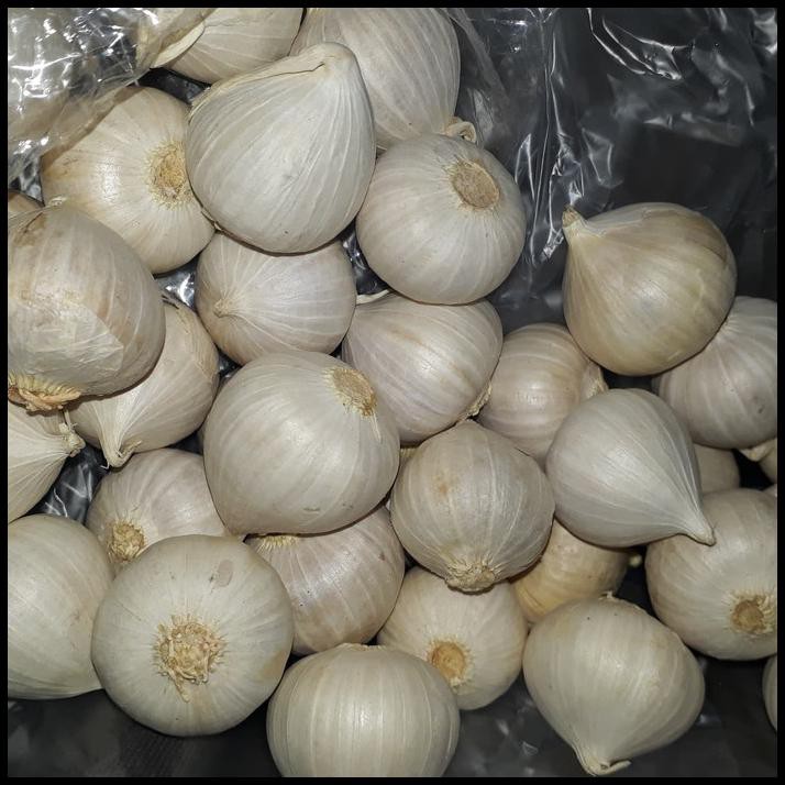 

Spesial - Bawang Putih Tunggal Super/Bawang Lanang