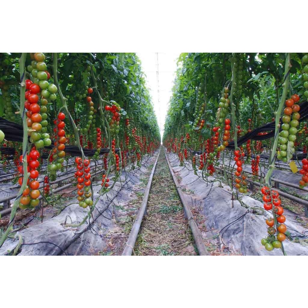 [isi 20] Benih Biji Bibit Tomat Unggul -- grosir