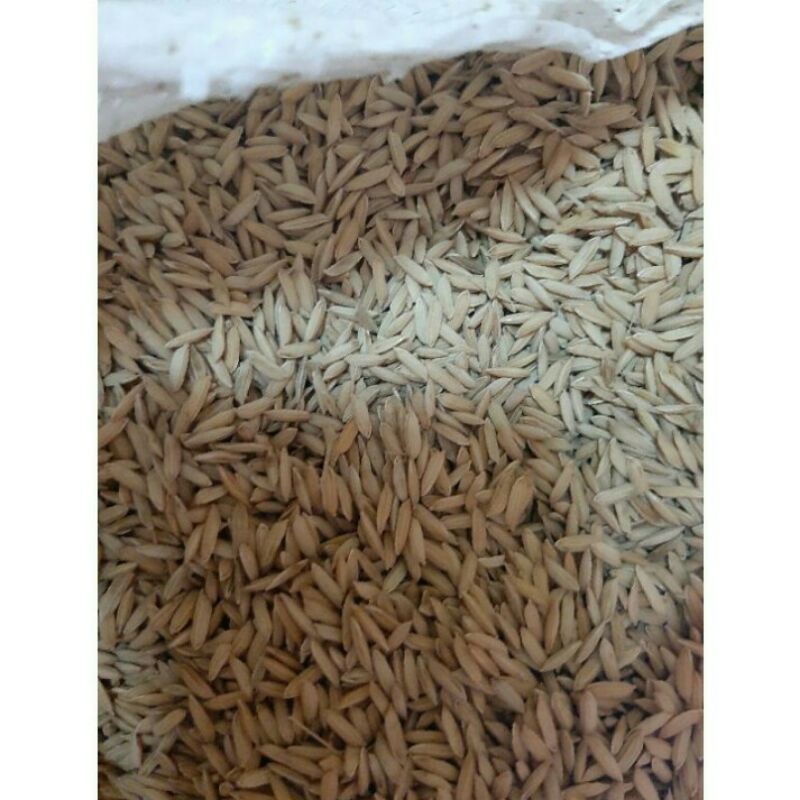

gabah kering isi 1kg