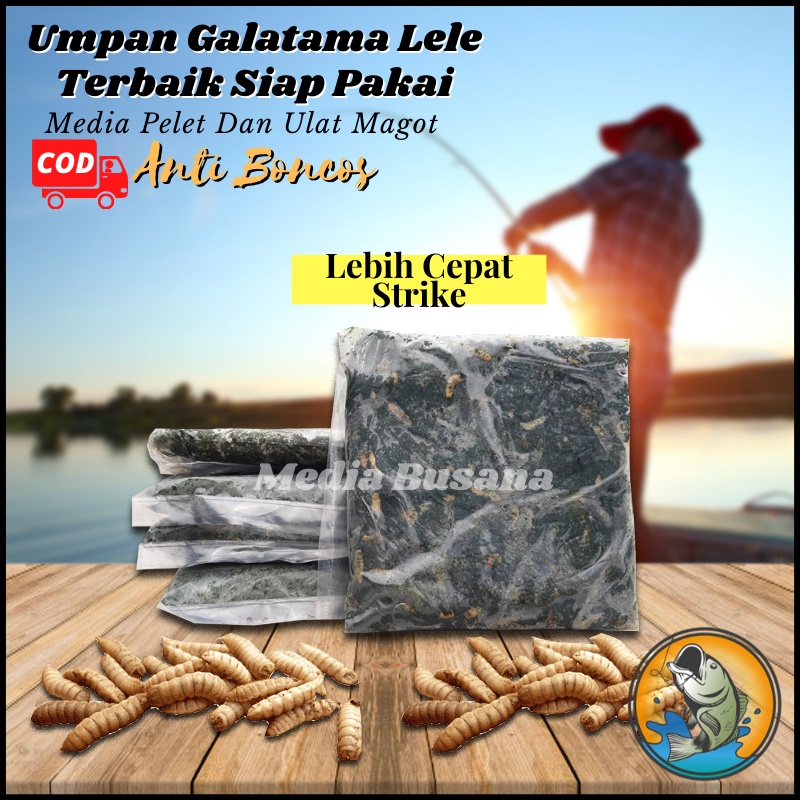 Jual Umpan Galatama Lele Terbaik Siap Pakai Media Pelet Dan Ulat Magot