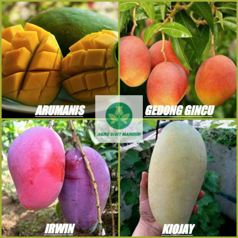 Promo Paket 4 Bibit Mangga Super Arumanis Gedong Gincu Irwin