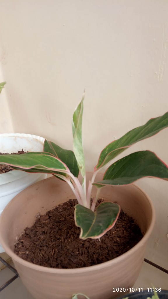 Tanaman Aglaonema Lipstik Pink/ Lipstik Kelasik