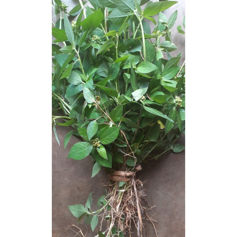 

Daun kate mas atau patik mas suduk mentul segar 300gr