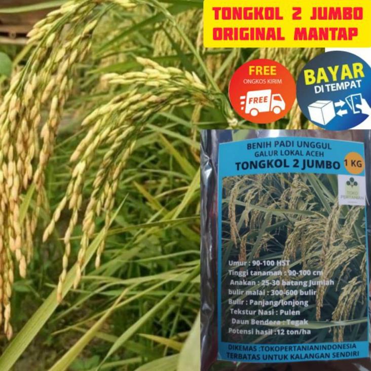 (K-IYY} (♥} COD tongkol2 jumbo benih padi Galur lokal Aceh berkualitas. (★★★★★}