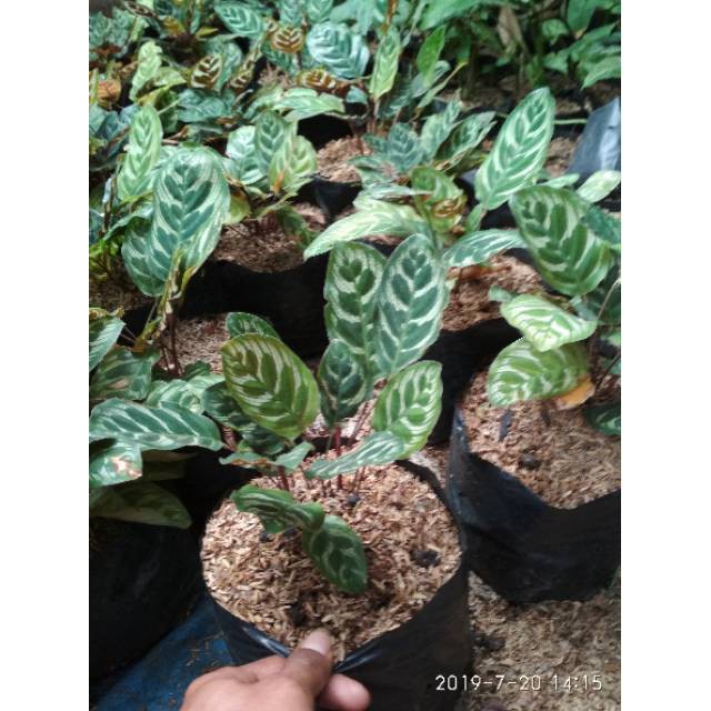 Tanaman hias calathea makoyana