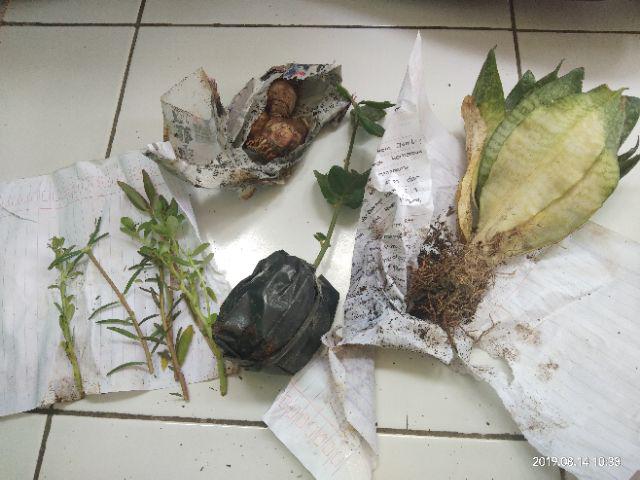 Tanaman Hias Sansivera Penyejuk,penyeteril Udara