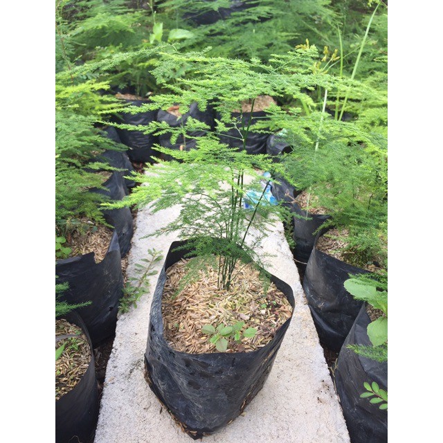 Tanaman hias Asparaga fern Asparagus Fern