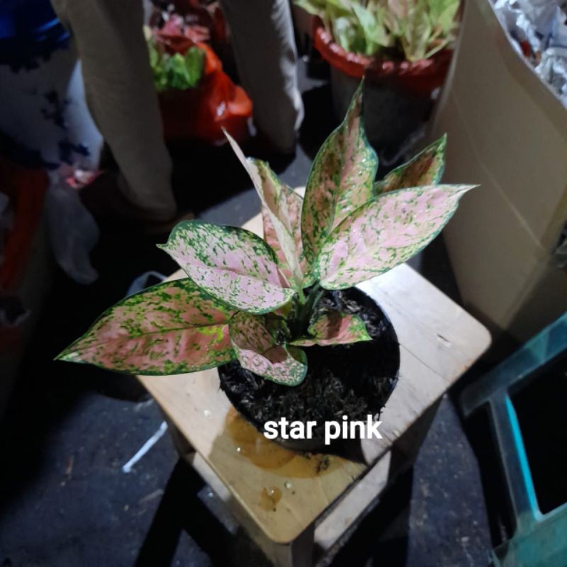 aglaonema star pink