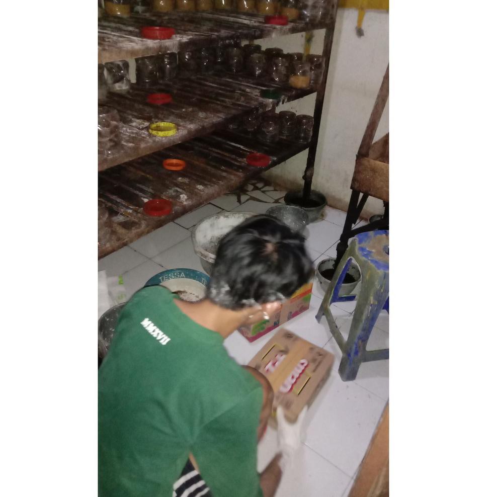 Tunggu Apa Lagi(COD) Bibit semut rangrang penghasil kroto super Harga Murah.....,,,,,