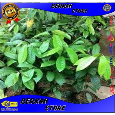 BIBIT POHON PALA UNGGUL DEWASA