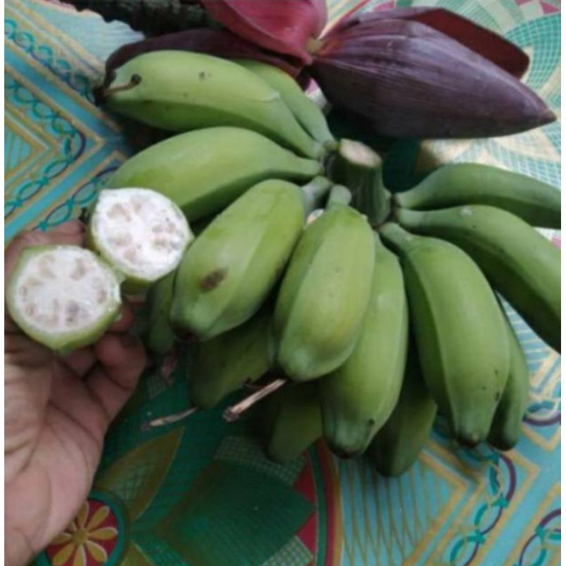

jual pisang batu muda