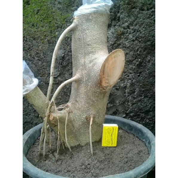 Stek batang besar ficus benjamina besar
