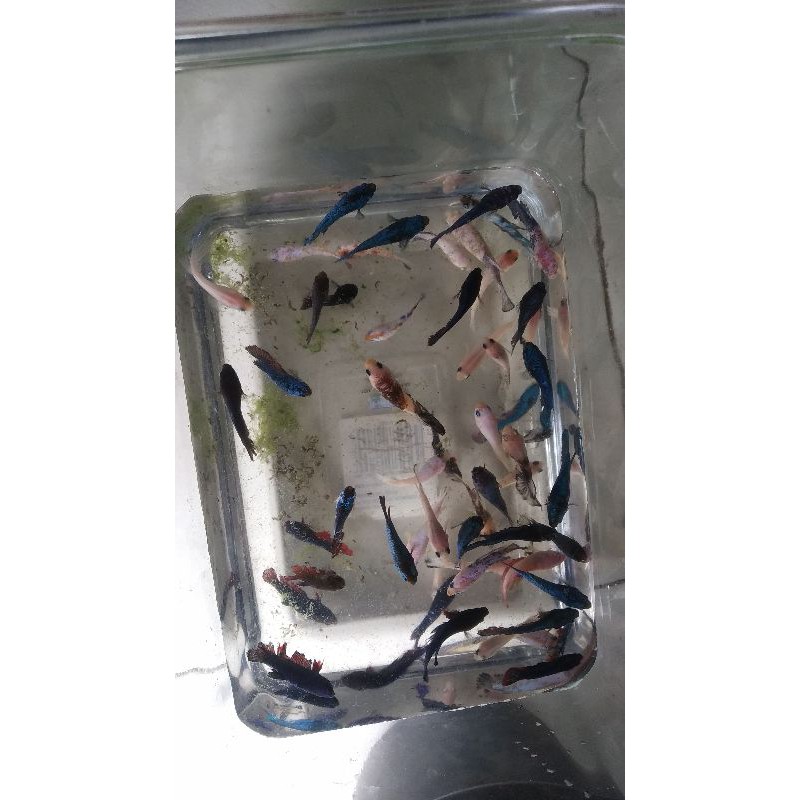 anakan cupang Nemo koi galaxy multicolour giant (10 ekor)