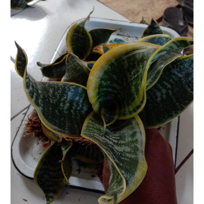 sansivera twister +pot