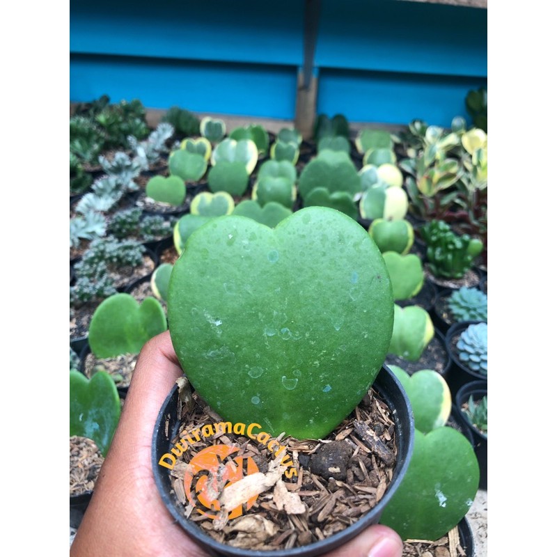 Kaktus Dan Sekulen / Love Hoya