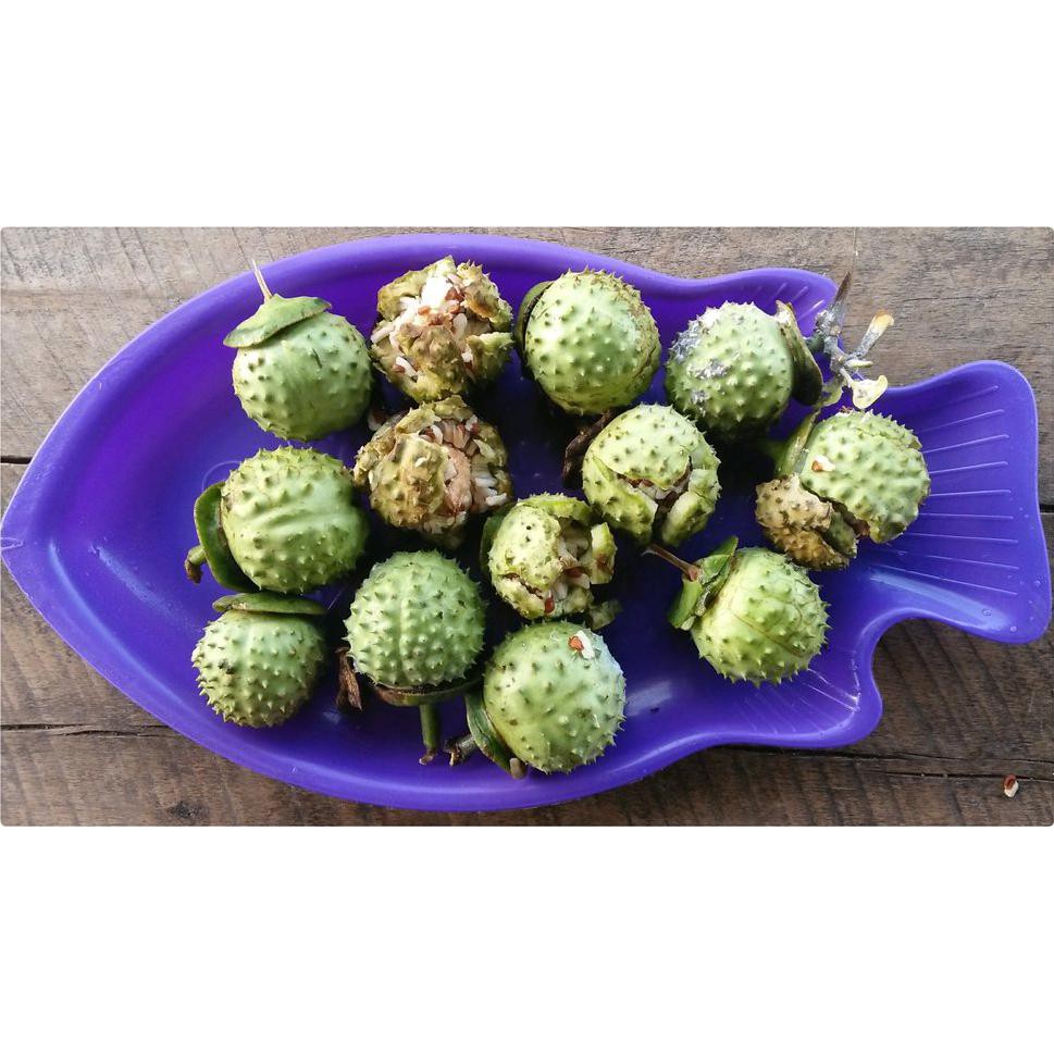 Free Ongkir Buah Kecubung Wulung Segar #_*