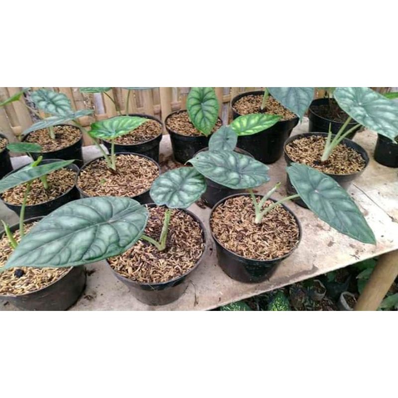 Alocasia Dragon Scale / Tanaman Alocasia Dragon Scale