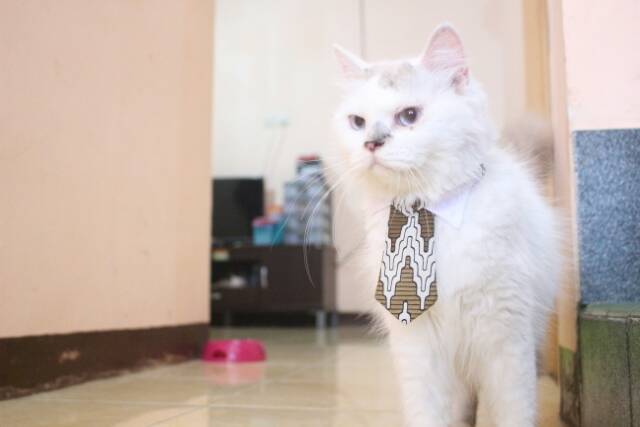 Dasi panjang untuk kucing dan anjing / aksesoris hewan lucu / long tie for cat size adult kitten