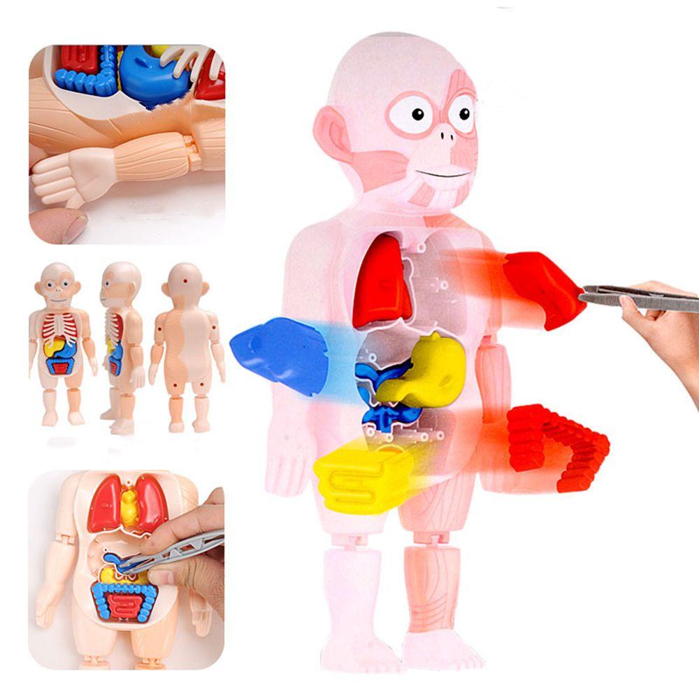 R-flower Mainan Puzzle Rakitan Model Organ Tubuh Manusia 3D DIY