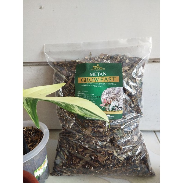 Jual Metan Varigata Media Tanam Grow Fast Soil Mix Varigata Aglonema