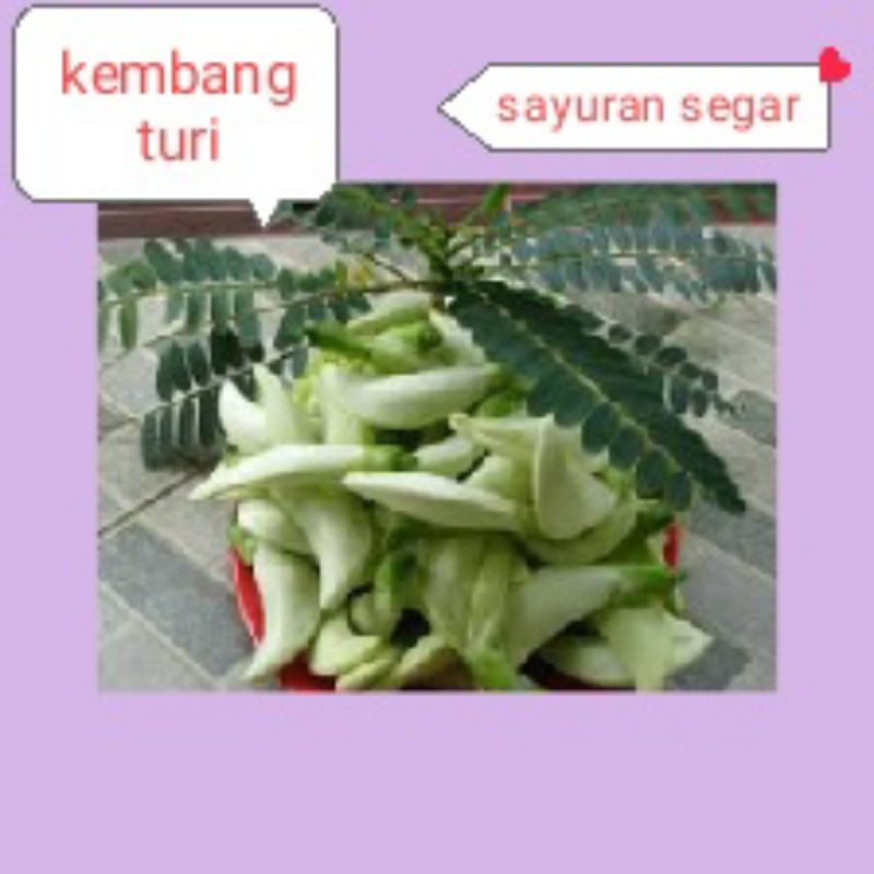 

BUNGA TURI