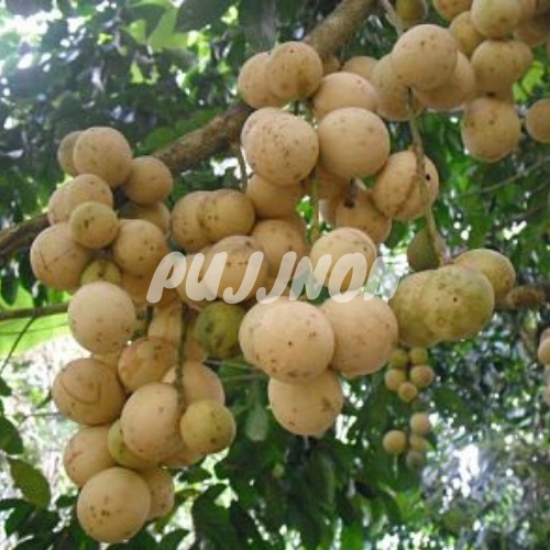 Paket Bibit Duku & Bibit Rambutan Rapiah Berkualitas