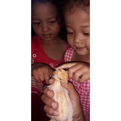 

Telur Tetas ayam Buff leghornxkub1