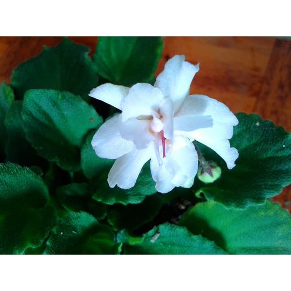 Tanaman African Violet