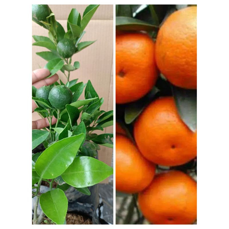 Bibit pohon jeruk Santang Madu(sudah berbuah)