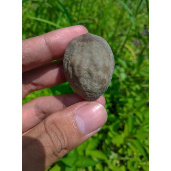 Muncang jawa Anak Pedang Kasep Murah meriah