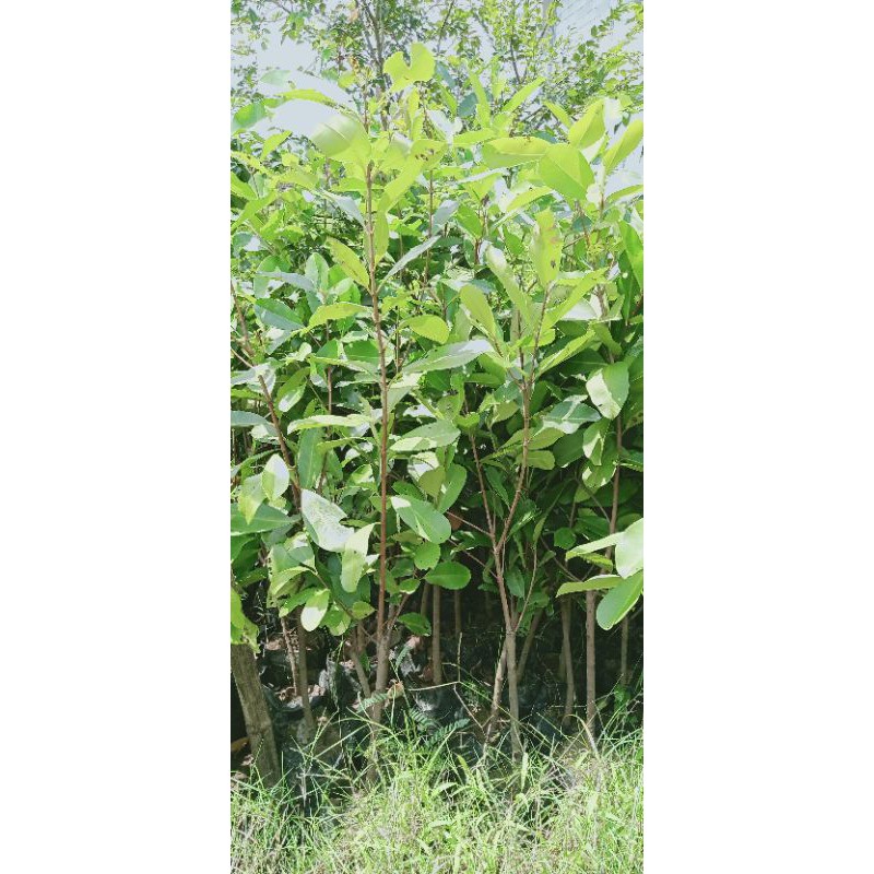 bibit juwet