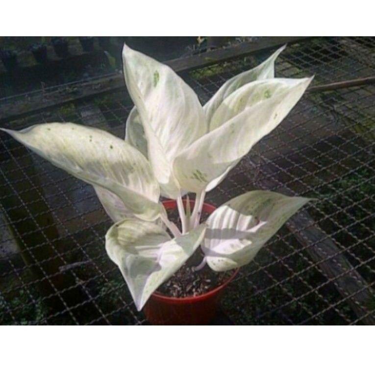 M&amp;B Aglaonema legacy salju / Aglonema legacy salju Remaja florist nursery / Aglonema legacy salju (Tanaman hias aglaonema legacy salju) - tanaman hias hidup - bunga hidup - bunga aglonema - aglaonema merah - aglonema merah - aglaonema murah - aglaonema mu