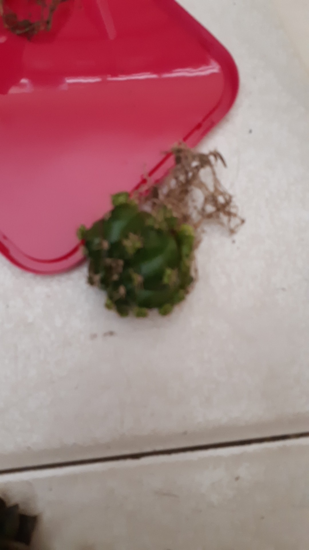 Sukulen Dan Kaktus Mini (gymnocalycium Damsii)