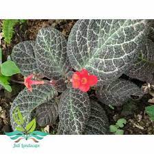 Episcia coklat Acajou /coklat Ancajou - BAKUL KEMBANG