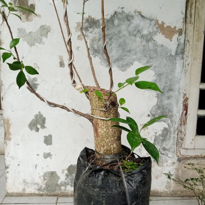 Bonsai Beringin Kimeng Cangkok Batang Besar Cocok Untuk Indukan ataupun Bonsai Prospek