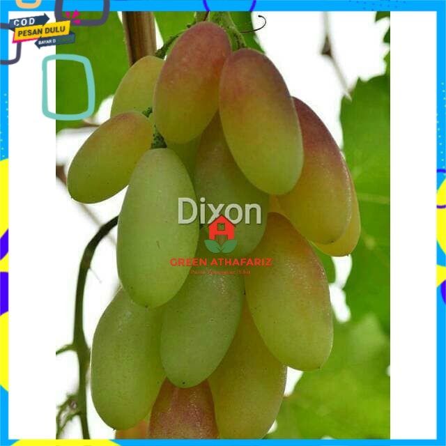 Asli bibit anggur  Import dixon Grafting