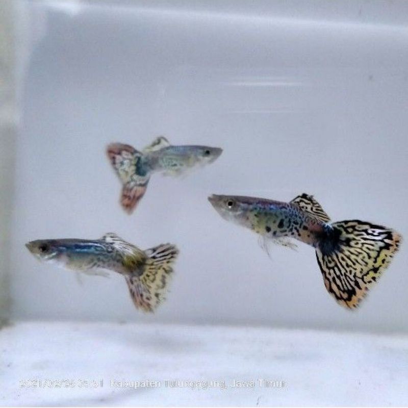 

Promo murah Paket 10 ekor Per isi ikan Guppy cendolan Aquarium