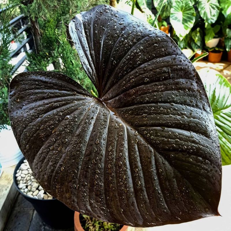 new homalomena black sp borneo