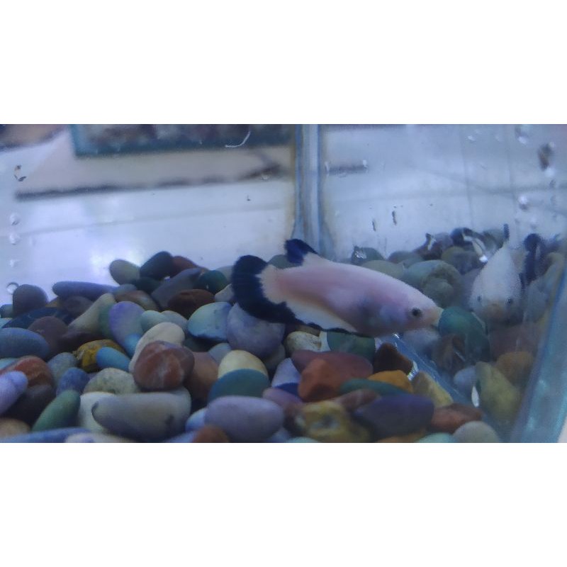

cuapng blue rim
