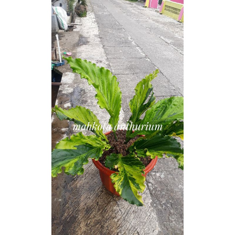 gelombang cinta varigata