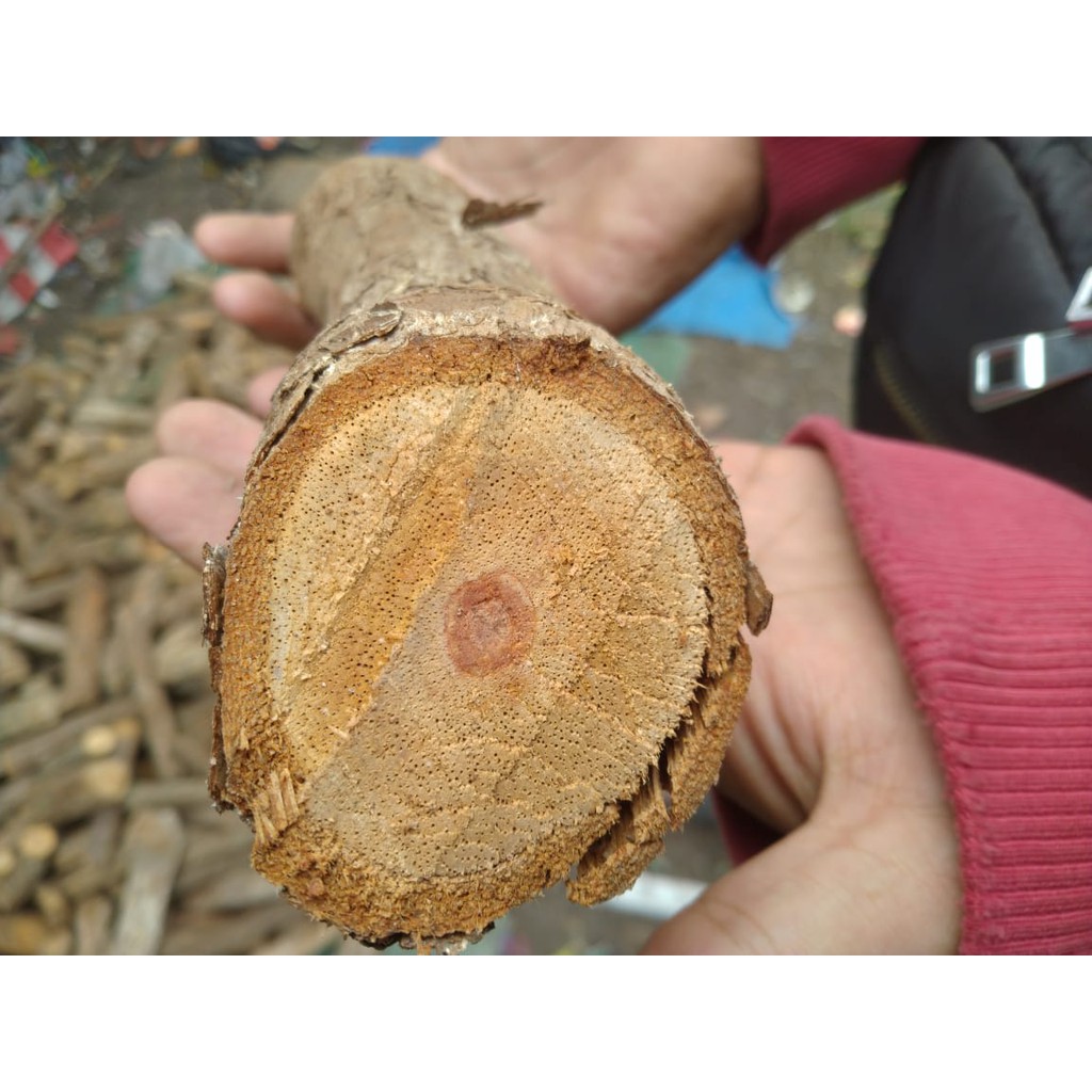 Obat HERBAL kanker tumor kayu bajakah ORIGINAL ASLI KALIMANTAN UANG KEMBALI JIKA TIDAK ASLI