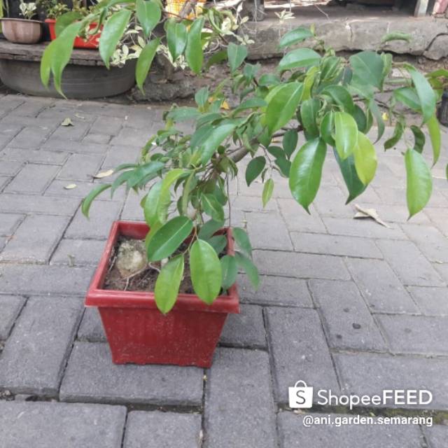 Bonsai beringin daun besar umur 1 tahun