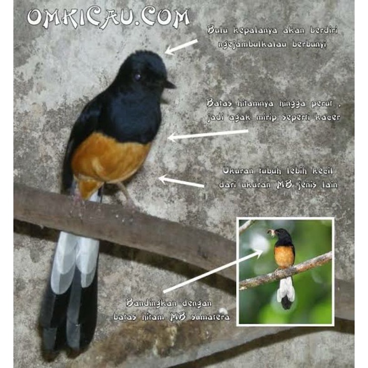 Burung Murai Medan Trotol Jamin J