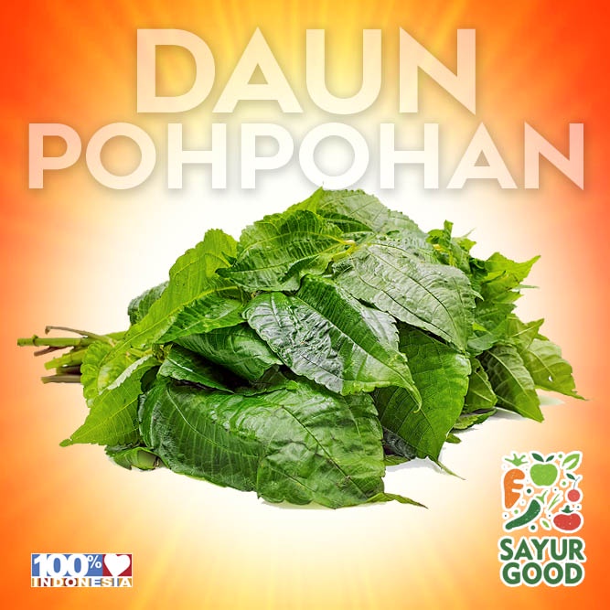 

Daun Pohpohan / Pohpohan / Lalap Daun Pohpohan Segar / Ikat