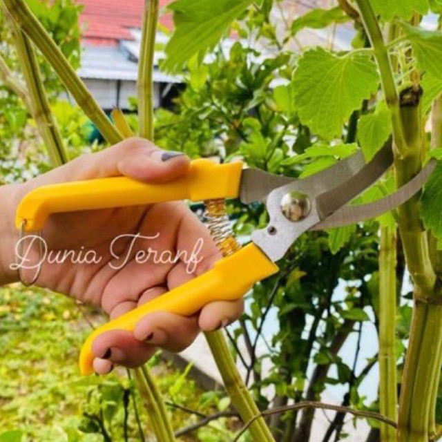 Gunting Dahan HASSTON PROHEX 1350-024 GgKuning Stainless - Gt Lancip Bunga Kebun Pruning Shears